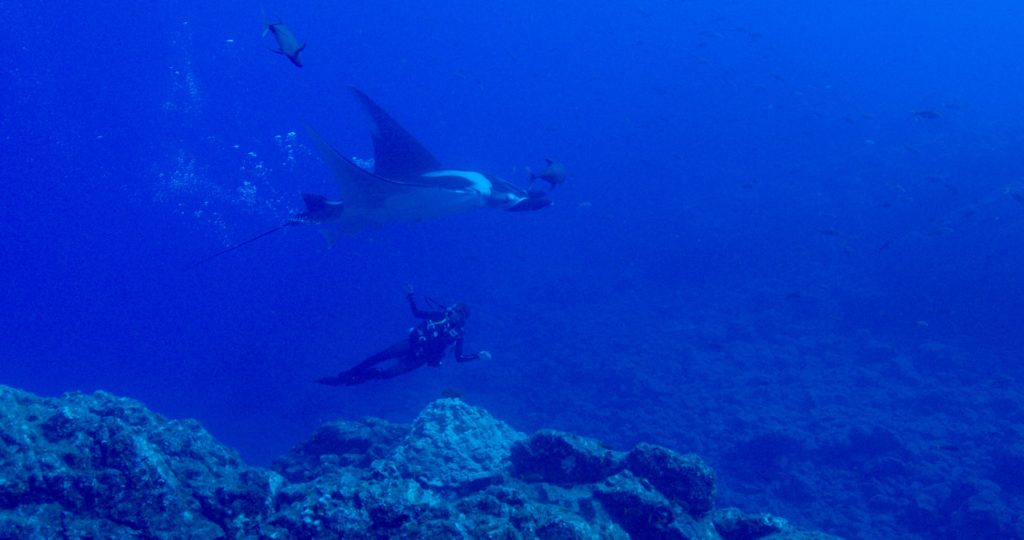 Andrea Asúnsolo Rivera of Pelagios Kakunjá swims with a manta. (c) 2017 Kip Evans Mission Blue