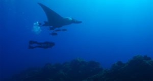 Manta and Andrea from RED (c)KipEvansMissionBlue