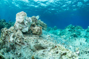 Reef rubble (c) Henley Spiers