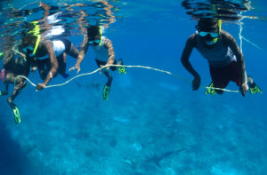 Students in Bimini, The Bahamas snorkeling with Caribbean reef sharks (c) Jillian Morris