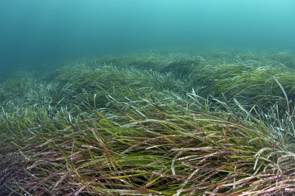 Mediterranean Sea Grass Meadow (c) Kip Evans Mission Blue