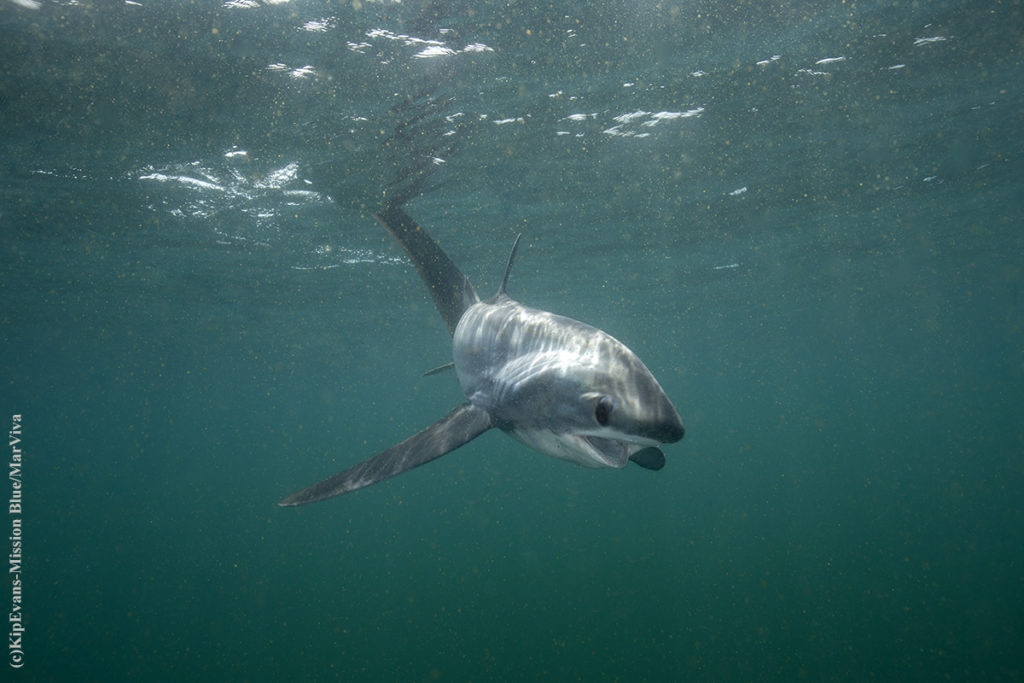 Thresher Shark