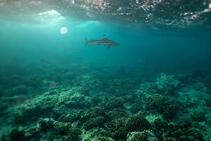 At U.N. Conference, Countries Inch Toward Ocean Protection Goal