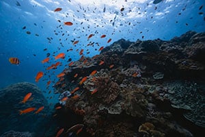 How Rolex Continues To Safeguard Marine Life In Nusa Penida