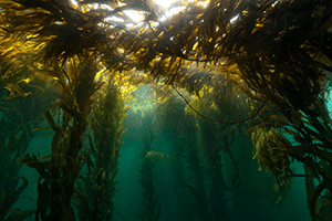 A milestone for Latin America: More than 230 scientists from 18 countries come together to sign a letter in pursuit of the conservation of macroalgae in the region
