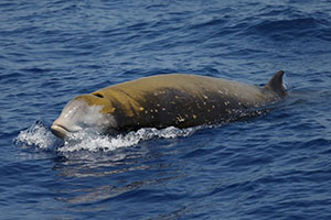 The Canyon of Caprera