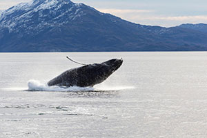Q&A: ‘Twenty years ago, Chileans had no idea we have whales’