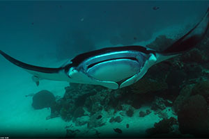 Corona Cero: Golden Moments in Nature