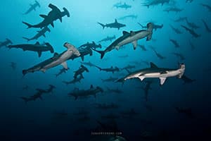 Dr. Sylvia Earle Lends Her Support Cocos-Galapagos Swimway Scientist Sign-On Letter