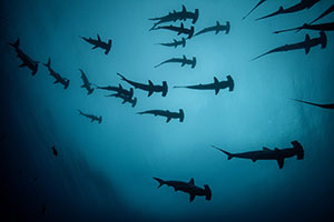 2024 Blue Parks Small Grants Awarded to Six Marine Conservation Projects