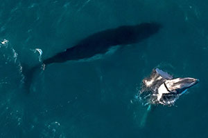 Rolex Supports Sanctuary For World’s Largest Population Of Humpback Whale Mothers