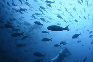 Nations ratify the world’s first treaty to protect international waters