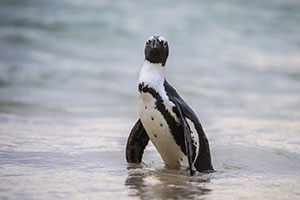 Dr Sylvia Earle's appeal to save the African penguin