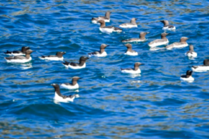 The Scotsman: Scotland's West Coast Named UK's First Hope Sot for Rich Marine Life