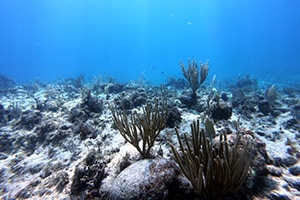 Ocean Acidification officially breaches Planetary Boundary