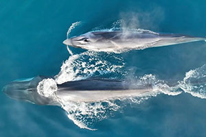 "Hi ha urgència perquè encara som a temps de revertir la deixadesa de les nostres costes"