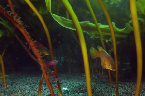 ecoRI News: Uncertain Future for Unique New England Underwater Ecosystem