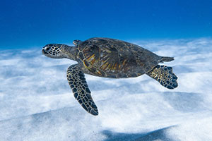 Preserving native rights while protecting Earth