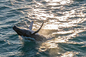 How Rolex and Mission Blue are saving the ocean, one ‘Hope Spot’ at a time