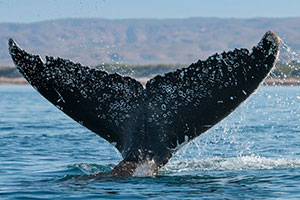 Mission Blue: Exmouth Gulf and Ningaloo Coast Hope Spot