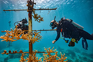 Ocean Conservation Projects in Jamaica & How to Get Involved