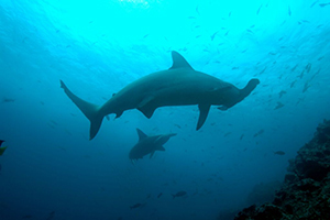 Addressing illegal longlining and ghost fishing in the Galapagos marine reserve