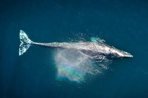 Rescuing Whales: Hope and Innovation in a Changing Ocean