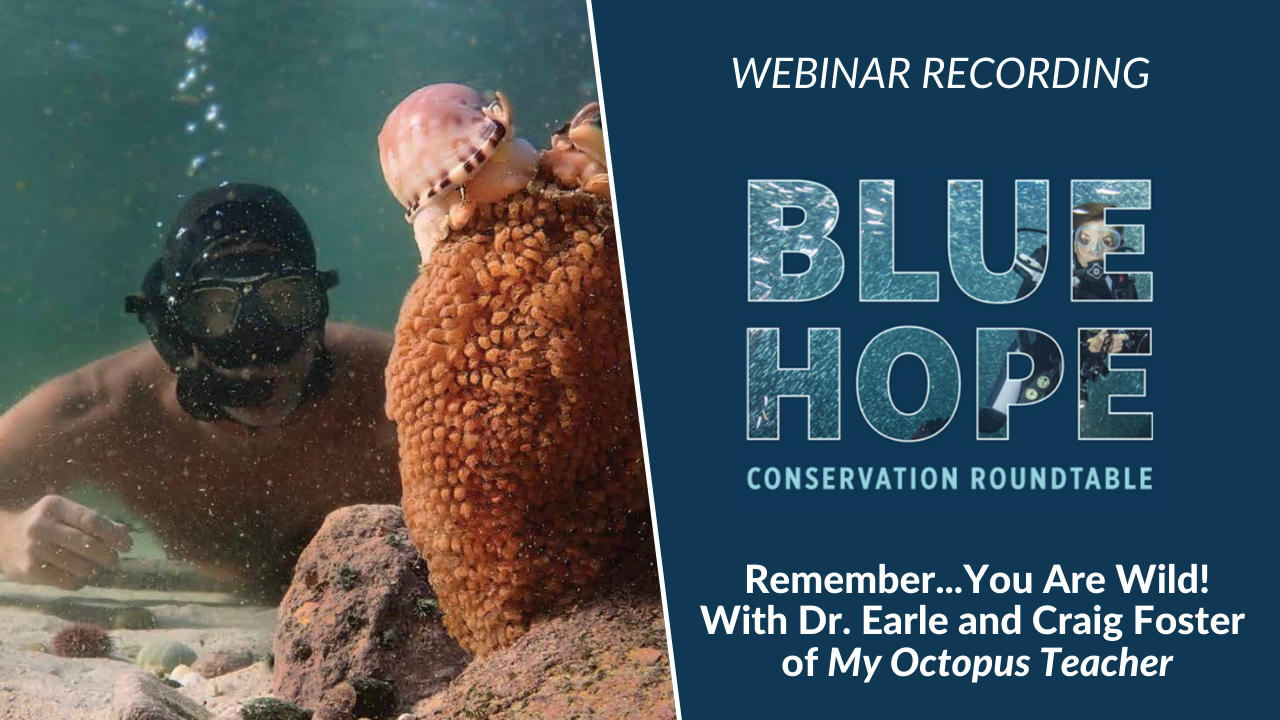 Remember… You Are Wild! A Conversation with Dr. Earle and Craig Foster, My Octopus Teacher