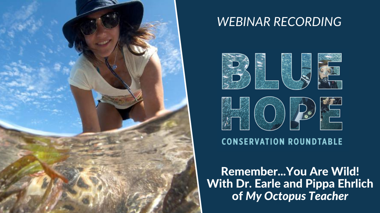 Remember… You Are Wild! A Conversation with Dr. Earle and Pippa Ehrlich, Co-Director of My Octopus Teacher