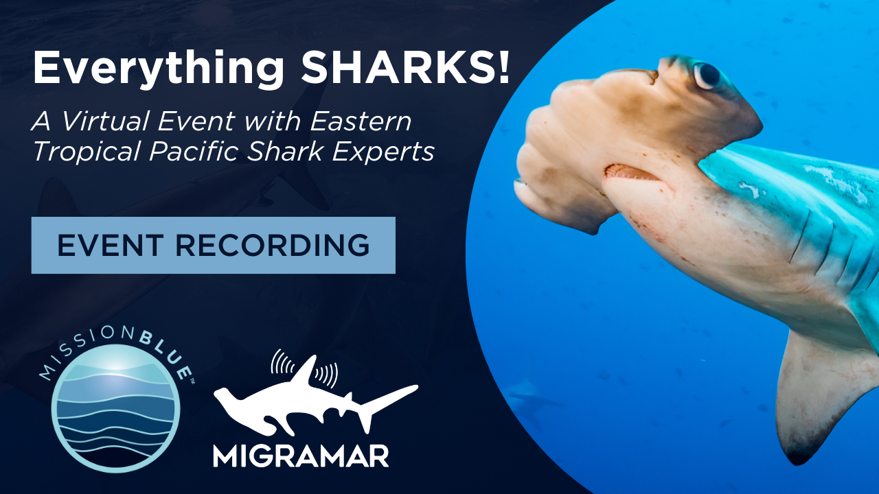 Everything SHARKS! A Virtual Event with Eastern Tropical Pacific Shark Experts, Hosted by Mission Blue and MigraMar