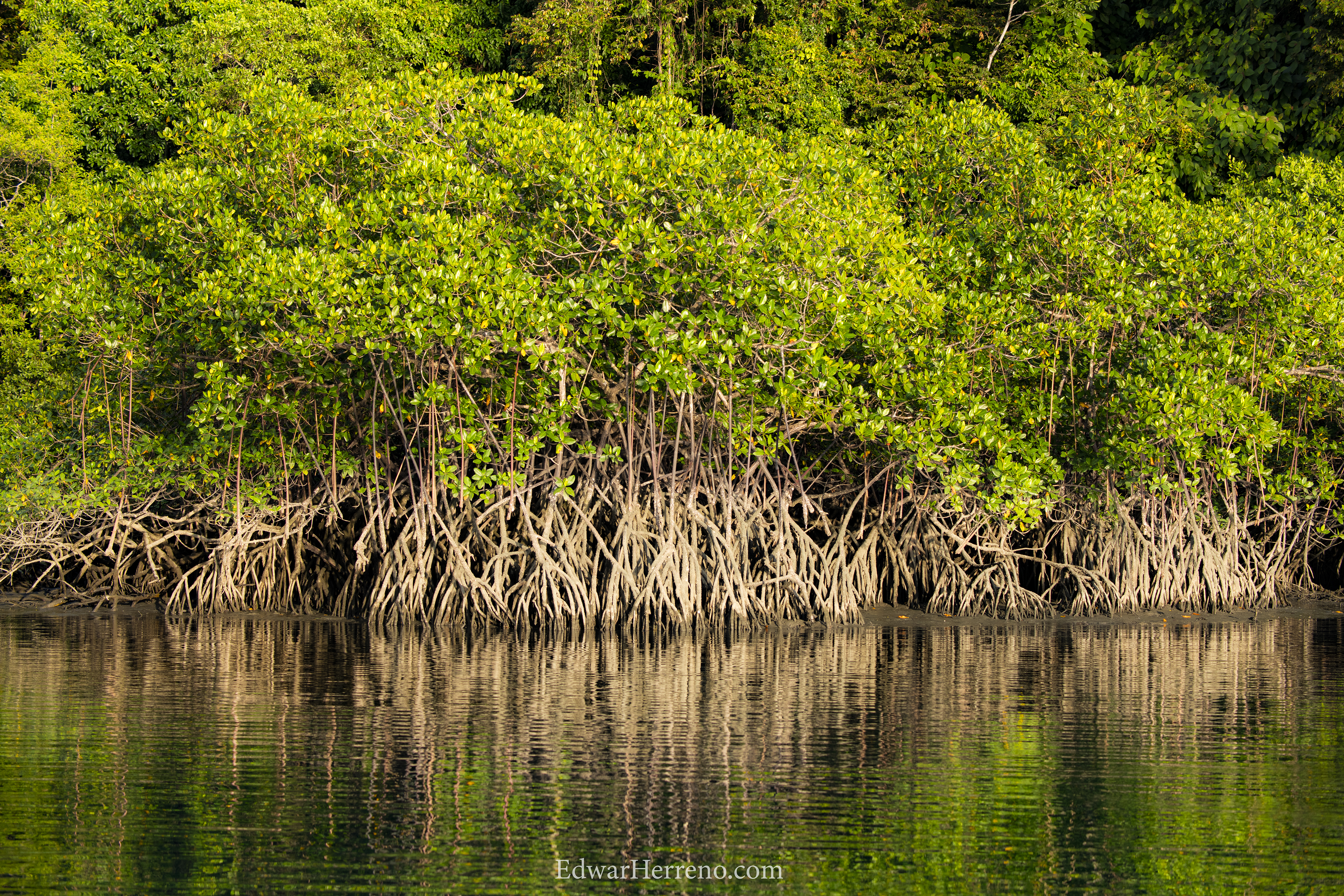 A stand of mangrove trees with green leaves and brown trunks above calm, reflective water.