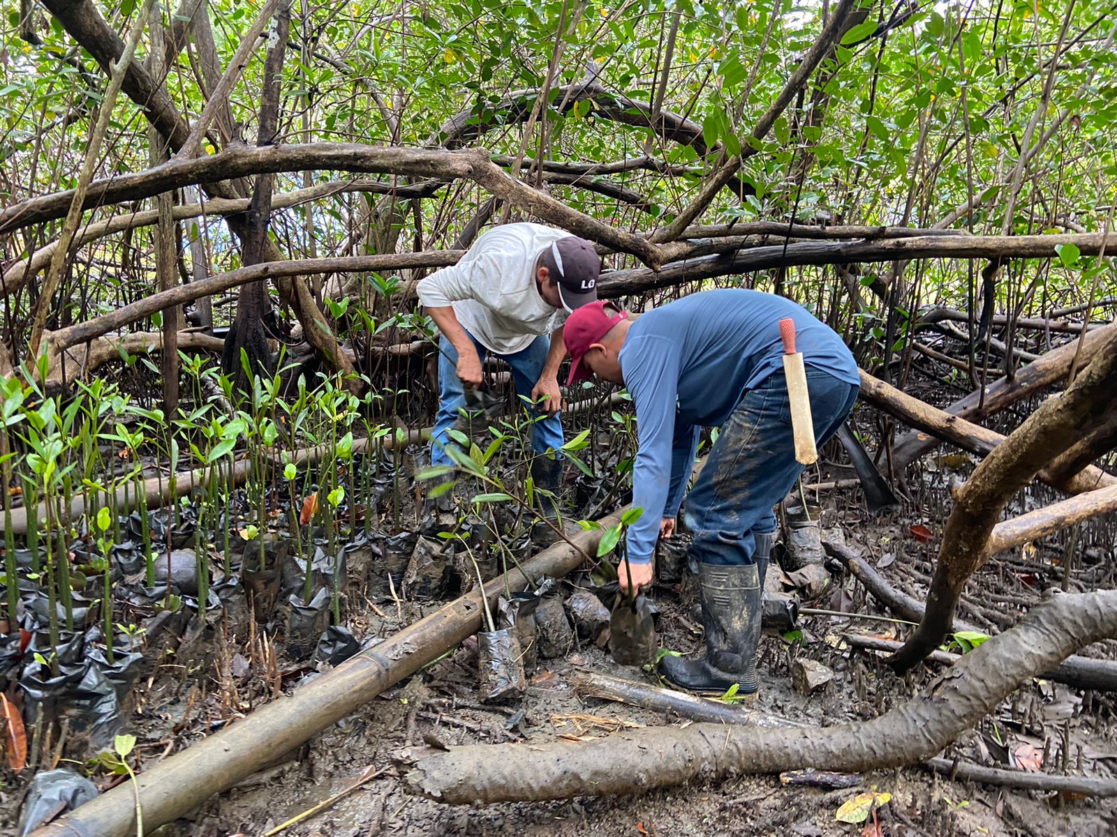 Two community members in a mangrove forest bend over to plant young seedlings.