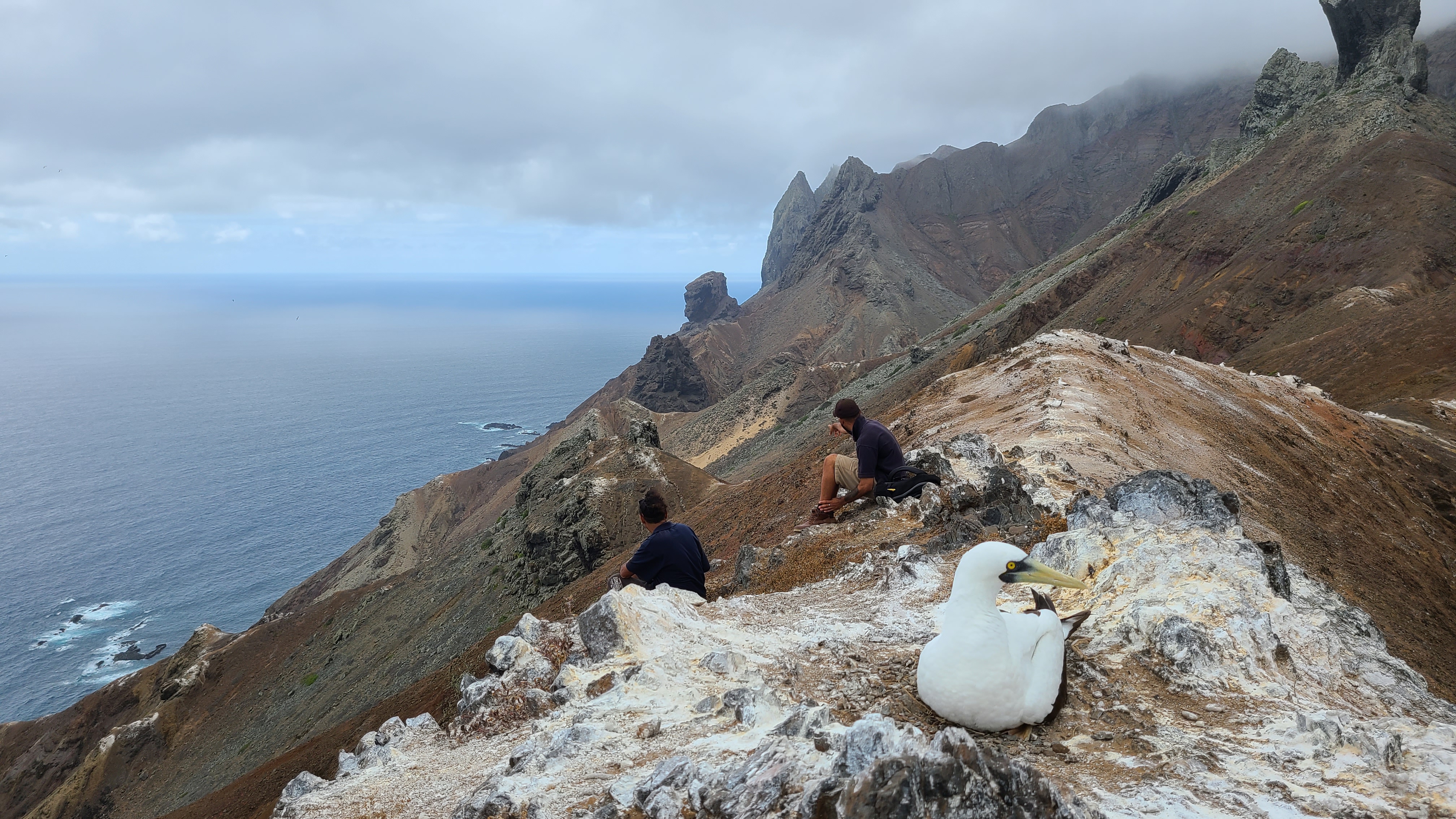 Masked Booby, St Helena Island