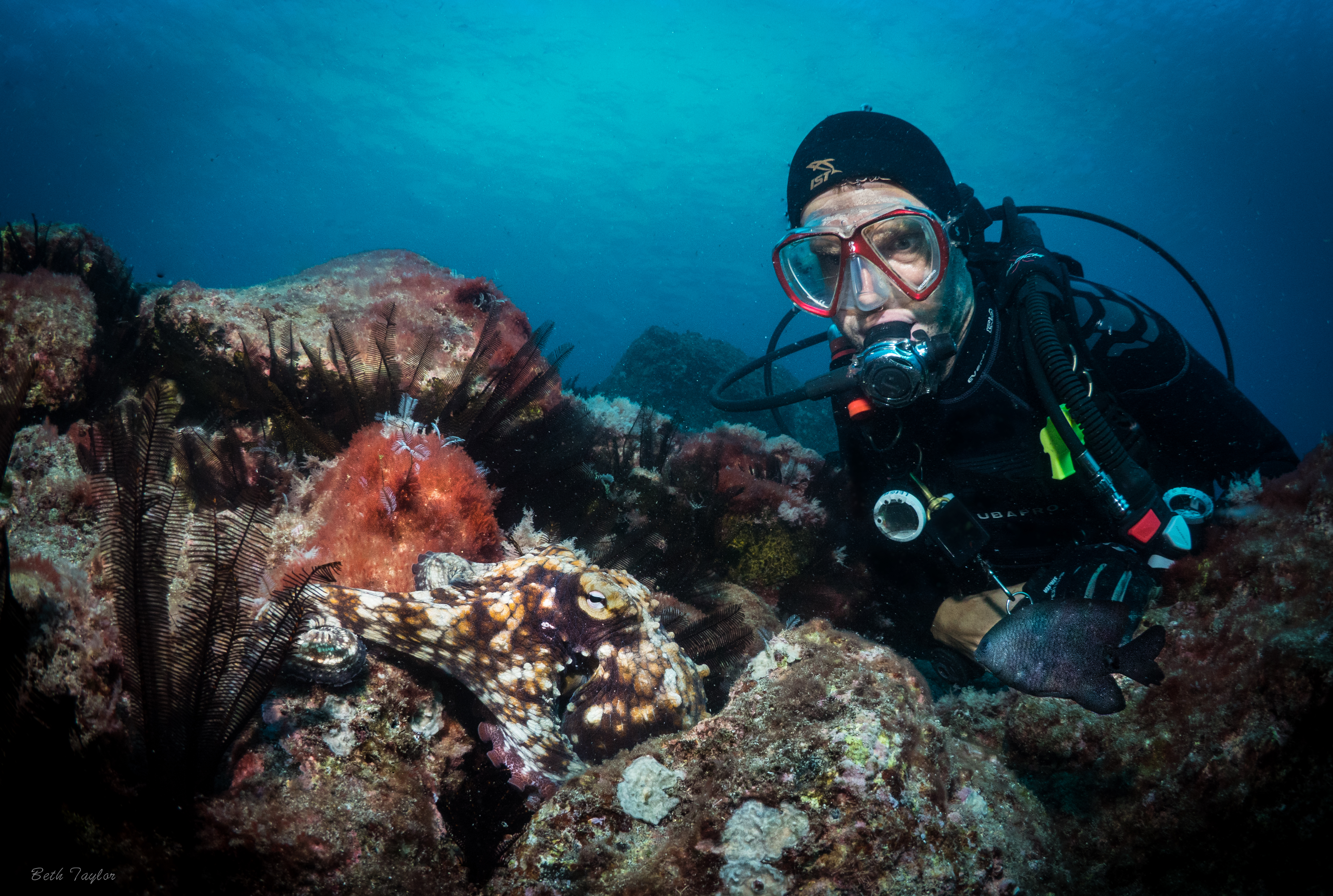 Diver with Common Octopus, St Helena Island. Photo: Beth Taylor