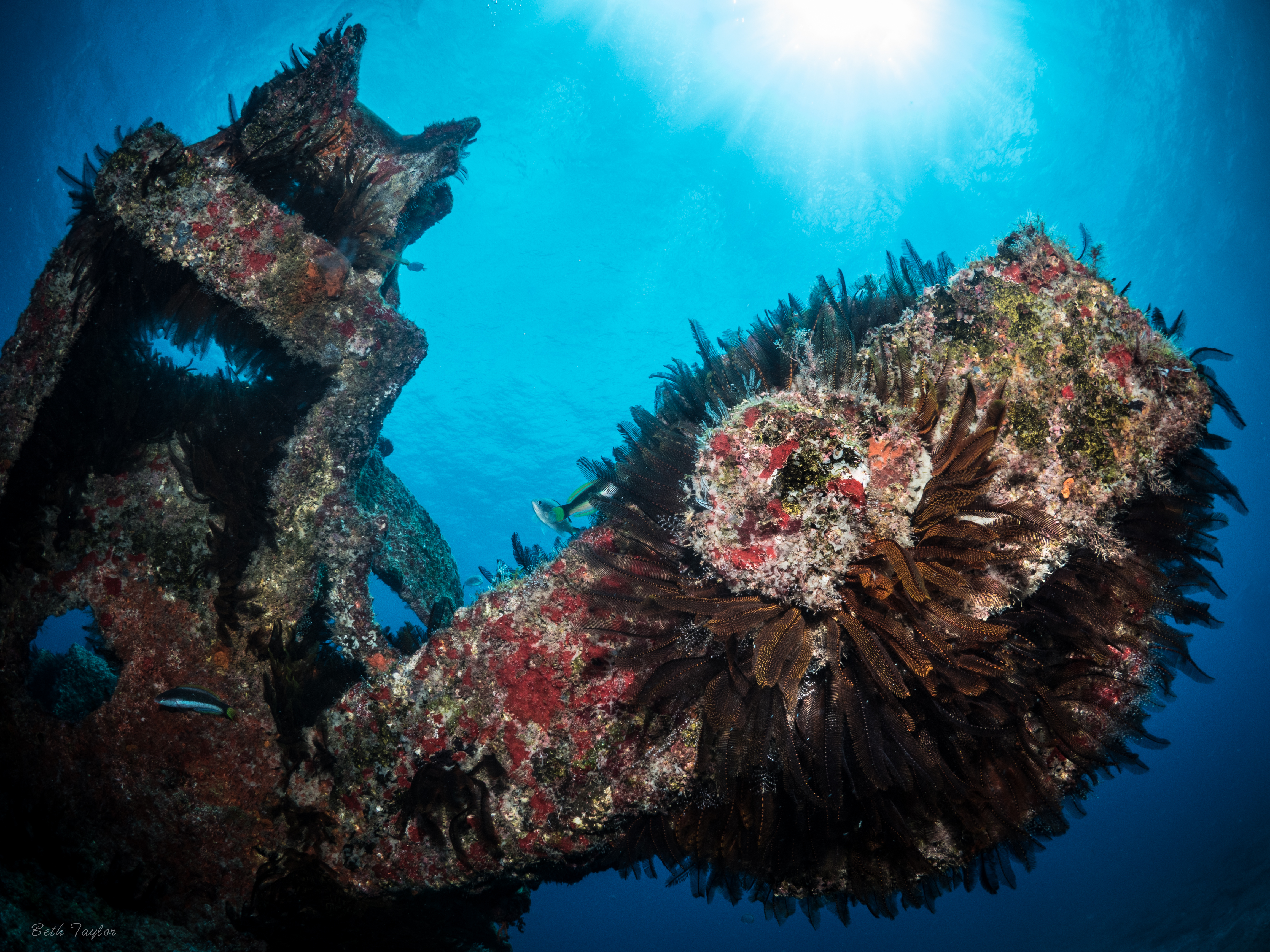Wreck diving off St Helena Island. Photo: Beth Taylor