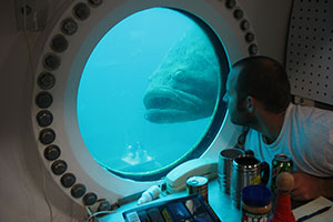 A man with a white t-shirt looks out a porthole window at a very large fish swimming by, looking in at him.