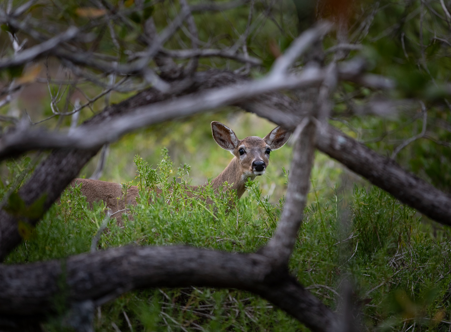 A Key deer peeks through a tangle of tree branches.