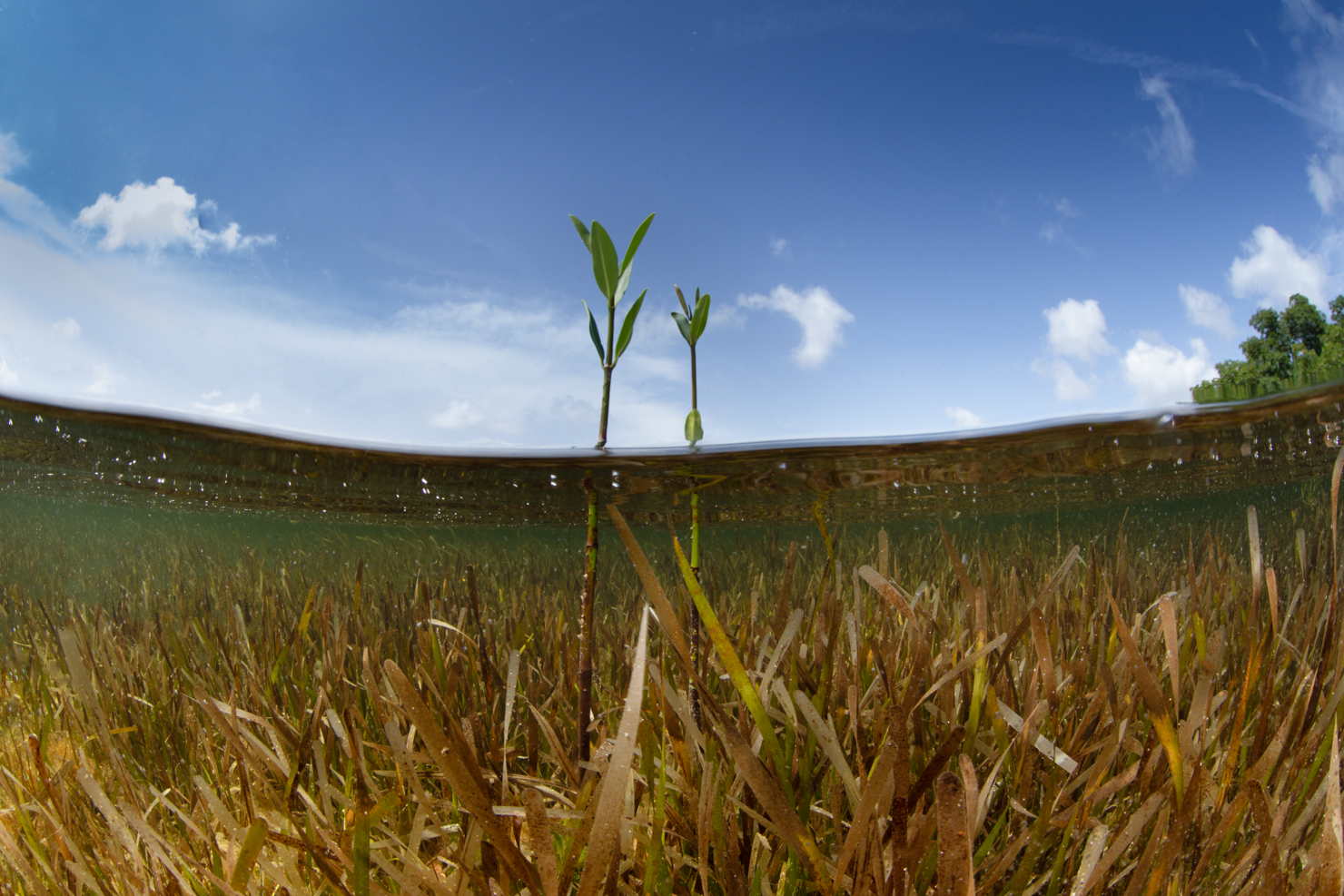 A split-view of an underwater seagrass bed in shallow water, with two tall sprouts rising through the water into the blue sky with scattered clouds.