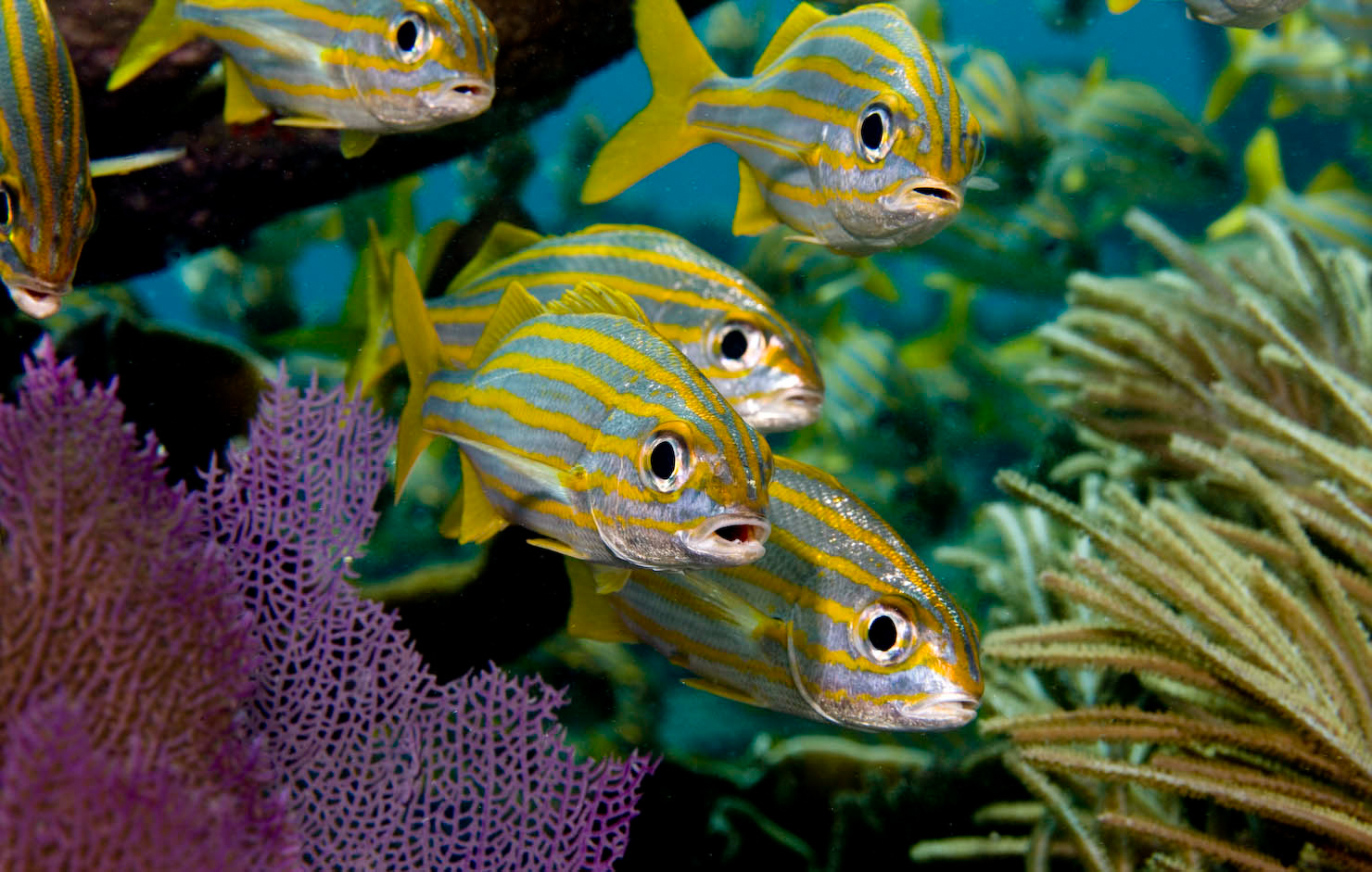 A school of striped yellow and blue fish swims among vibrant coral reefs. The fish have prominent black-rimmed eyes and small mouths. The coral includes purple fan-shaped sea fans and yellowish corals, set against a deep blue underwater backdrop.