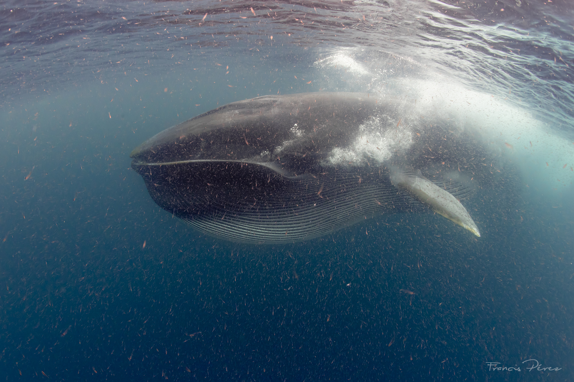 Underwater view of a whale surfacing with mouth open showing its pleated throat. The water around the whale is teeming with krill, highlighting the whale’s feeding behavior. The lighting creates a serene ambiance, capturing the gentle giants in their natural habitat.