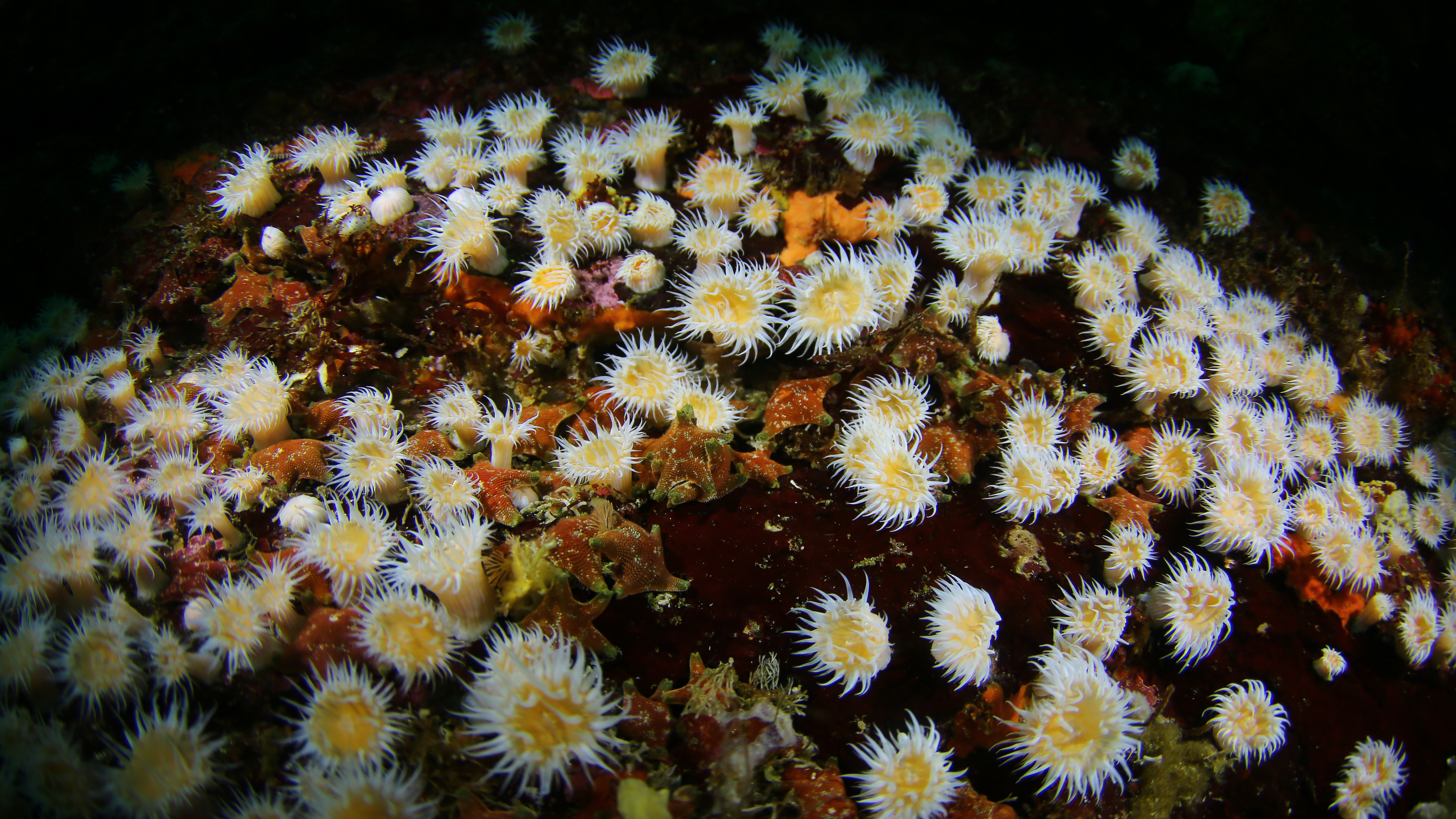 Image of a vibrant underwater scene featuring numerous white sea anemones with short tentacles extending from their body, attached to a dark red and brown rocky surface. The sea anemones appear to be gently swaying with the water movement.