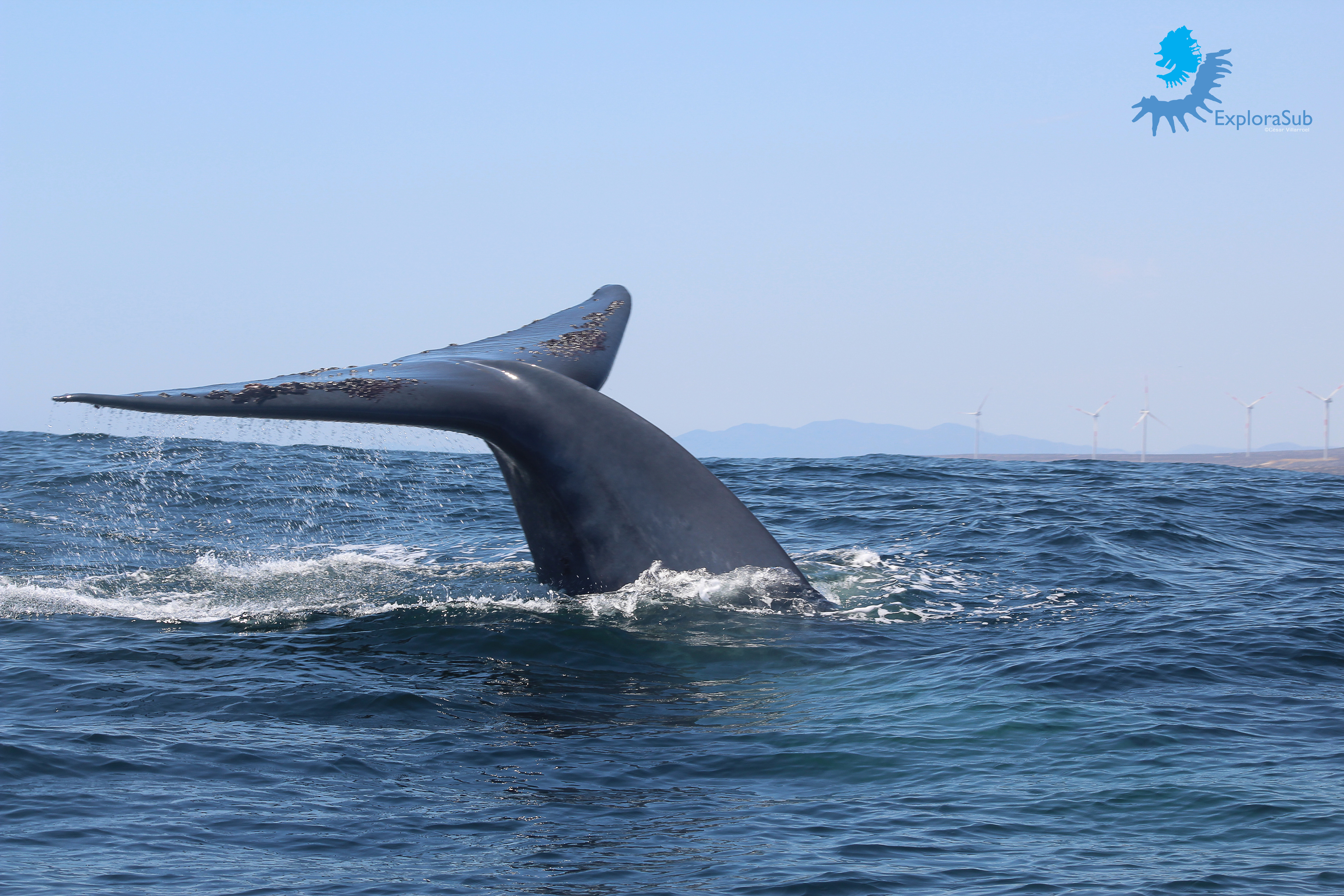 The image shows the tail of a whale as it dives into the ocean, with its fin raised above the water. The water appears slightly choppy, and wind turbines are visible in the distance under a clear blue sky. 