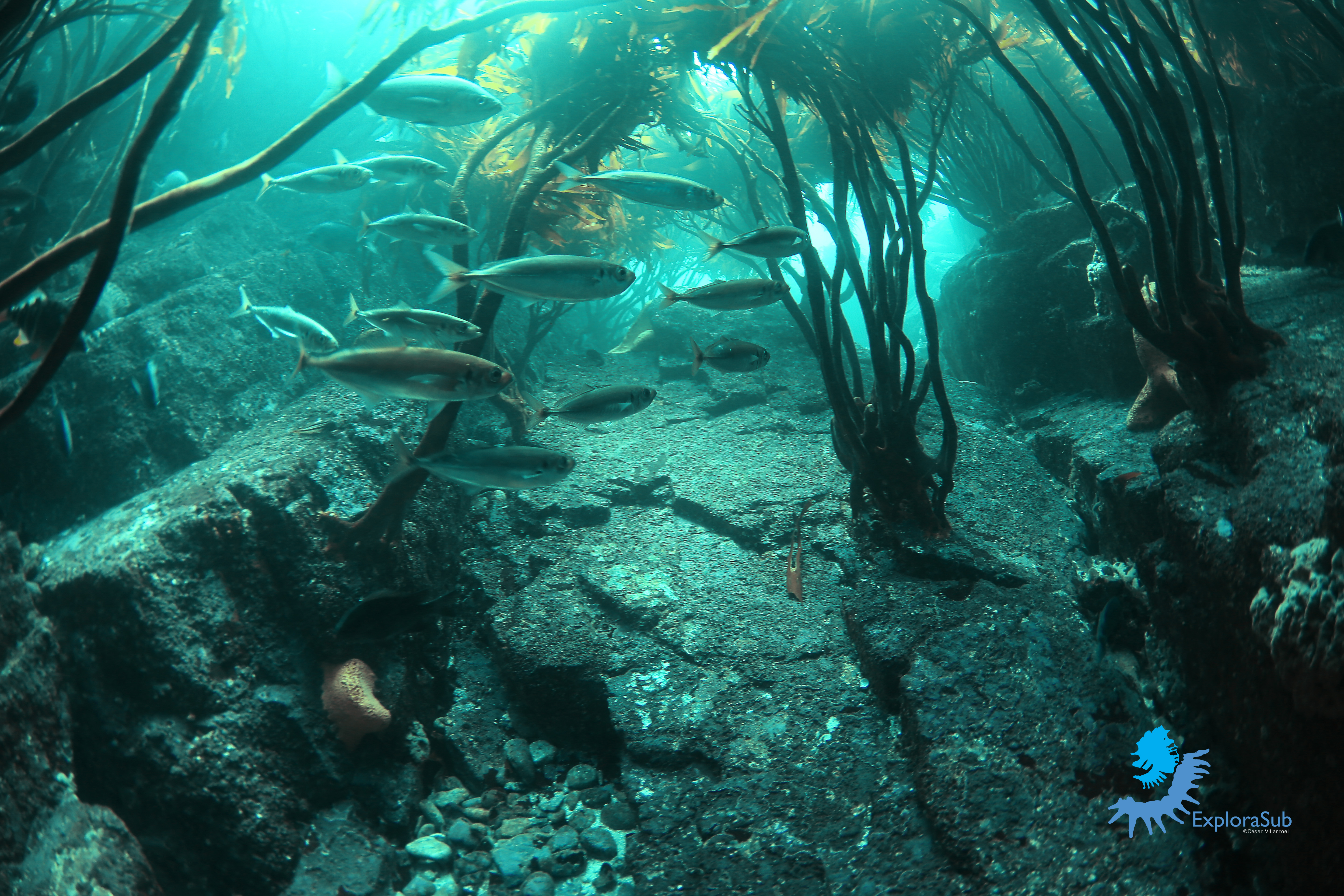 A school of fish swims through an underwater kelp forest. Sunlight filters through the water, illuminating the rocky sea floor. Various marine plants and small coral formations are also visible. 