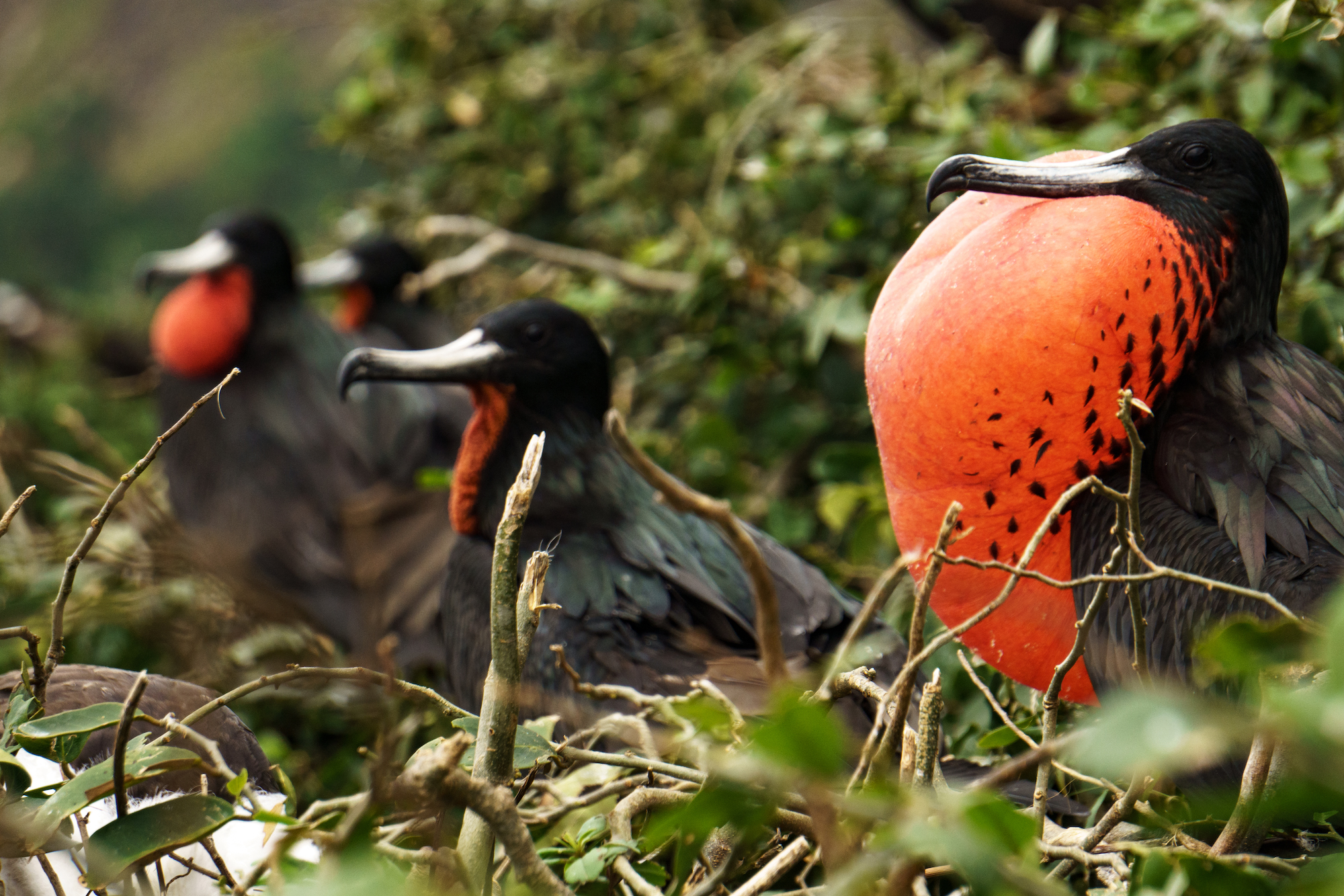 A group of male frigatebirds is perched in a tree, each displaying their distinctive large red throat pouches. The background includes greenery and branches, creating a natural habitat. The birds appear to be in a breeding display mode.
