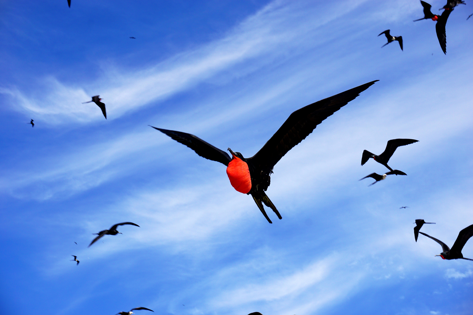 A group of black frigate birds flying against a bright blue sky with wispy white clouds. One prominent bird in the center displays a strikingly red, inflated throat sac. The scene captures the birds soaring gracefully.