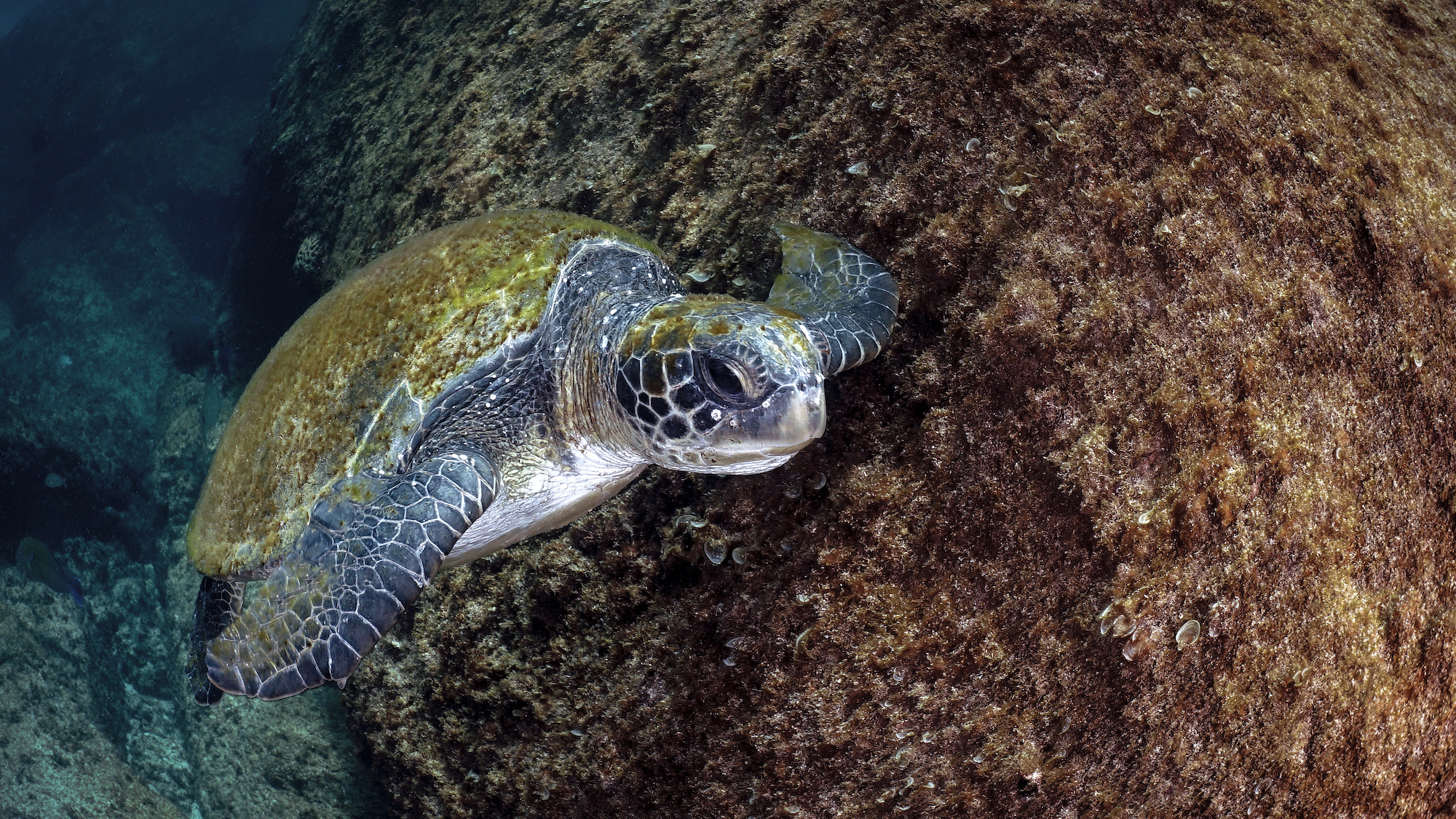 A sea turtle with a greenish-brown shell and patterned flippers swims near a rocky, algae-covered underwater surface. The turtle appears to be moving gracefully through the clear blue water, showcasing the vibrant marine environment.