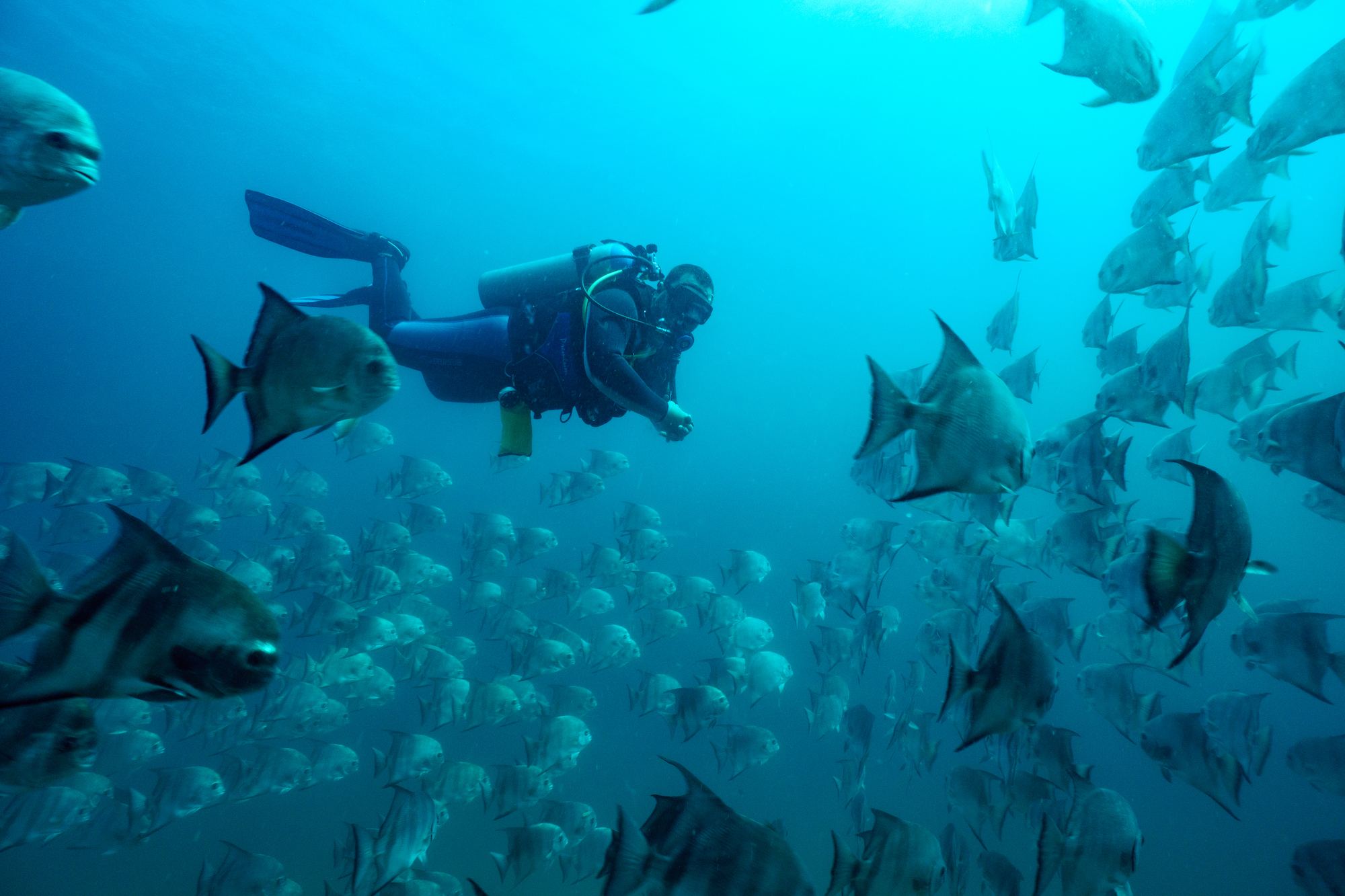 A scuba diver swims among a large school of fish in clear blue water. The diver is equipped with a scuba tank, flippers, and a mask. The fish, silver with dark vertical stripes, are scattered densely around the diver, creating an immersive underwater scene.