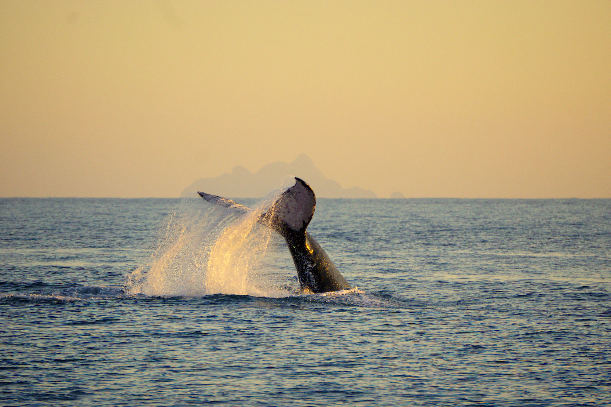 A whale's tail splashes out of the water at sunset in the open sea, with faint silhouettes of distant islands visible on the horizon. The sky is a gradient of warm hues, adding to the serene atmosphere.