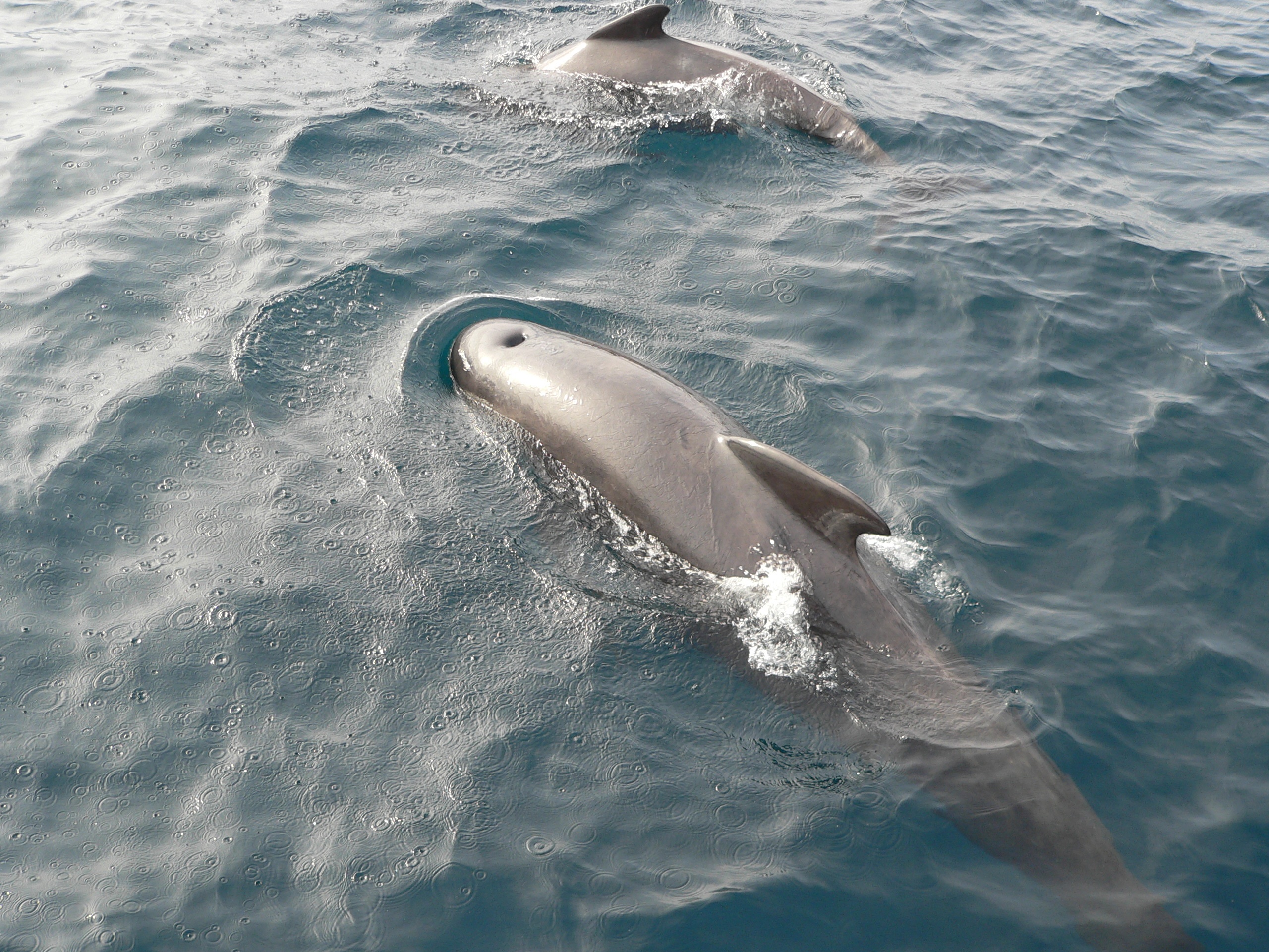 Two pilot whales swim near the ocean surface, their smooth gray bodies partially submerged. Small ripples and bubbles surround them as they glide through the water, creating a serene and tranquil scene. The water appears deep and blue.