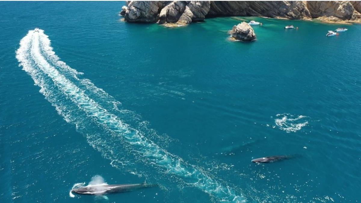 Aerial view of the ocean with two whales swimming near the surface. A boat leaves a white wake as it speeds away from the whales towards rocky cliffs in the background. Other small boats are scattered near the cliffs. The water is deep blue and clear.